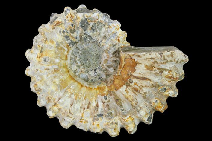 Bumpy Ammonite (Douvilleiceras) Fossil - Madagascar #134189